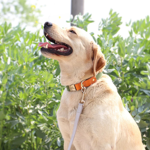 Customized Nylon Leather Dog Collar Leash Set™️